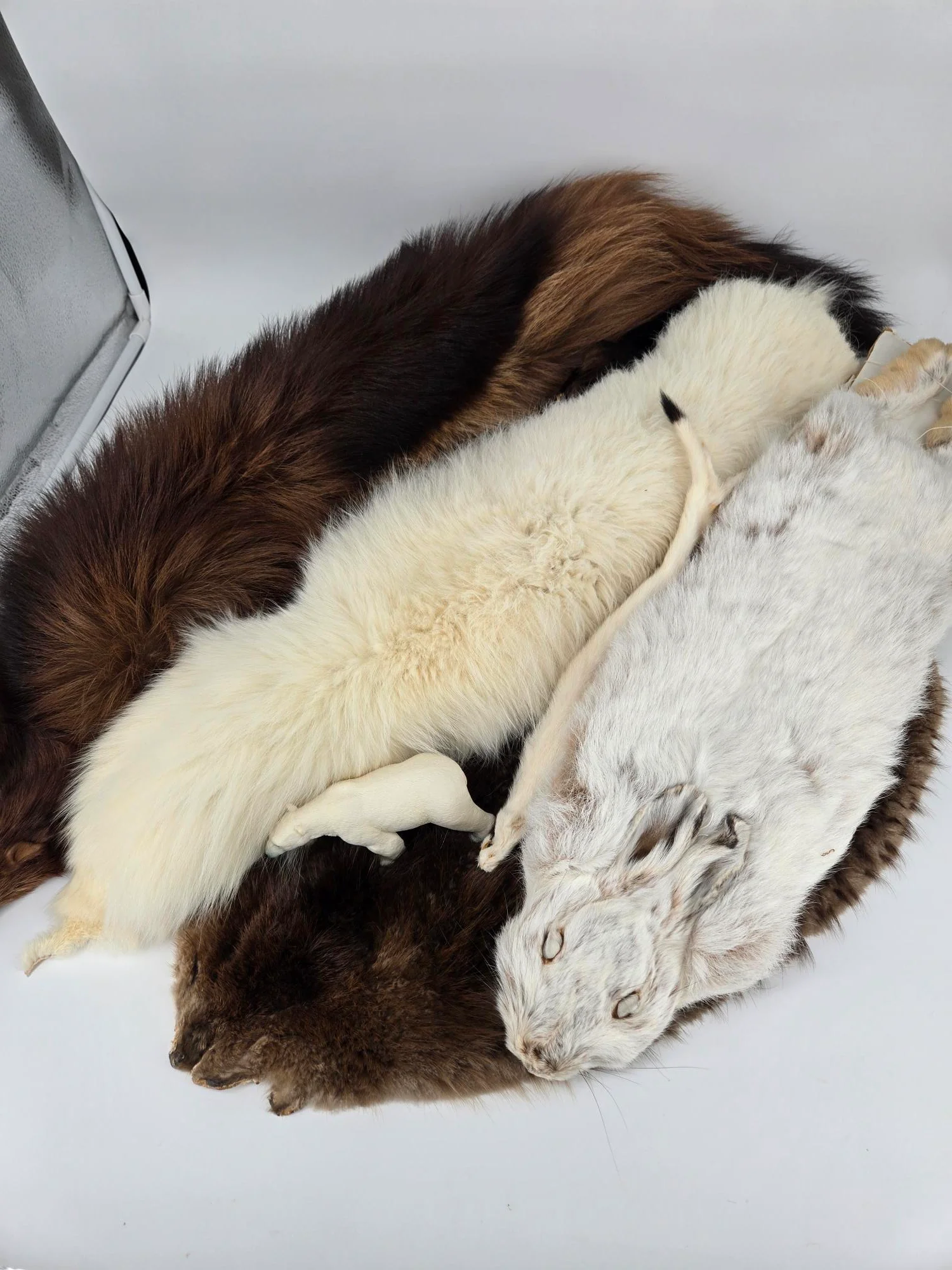 Animals + Seasons at the Museum - Image 2