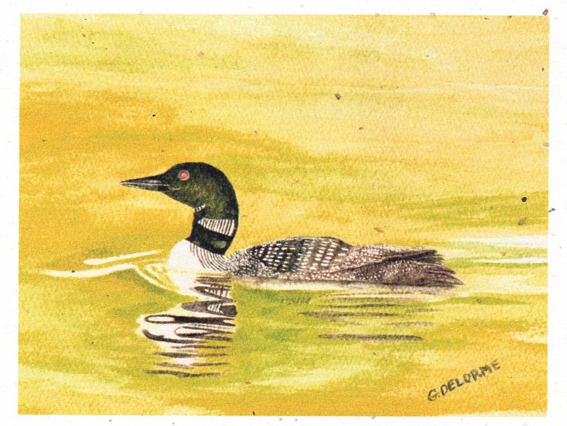 Bird Art Cards by Gerald Delorme - Image 3