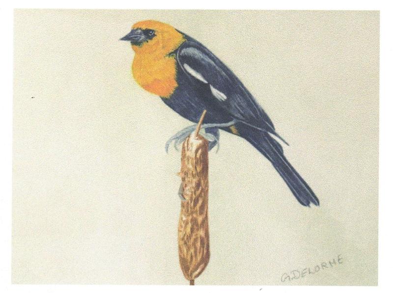Bird Art Cards by Gerald Delorme - Image 4