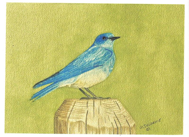 Bird Art Cards by Gerald Delorme - Image 5