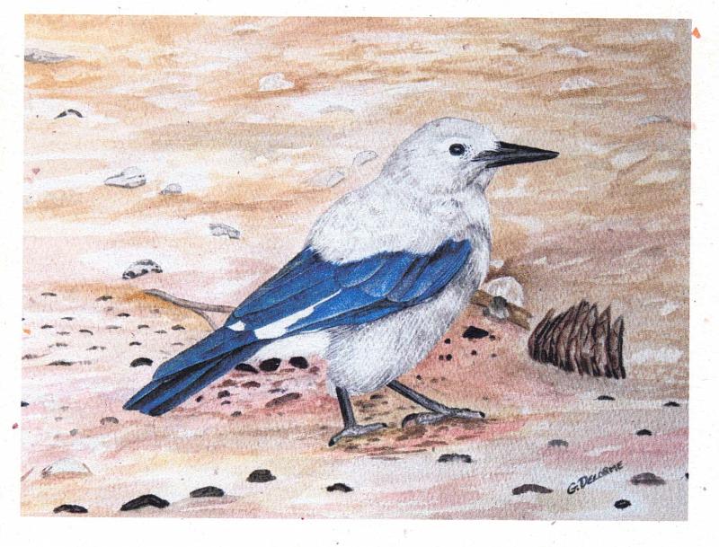 Bird Art Cards by Gerald Delorme - Image 6