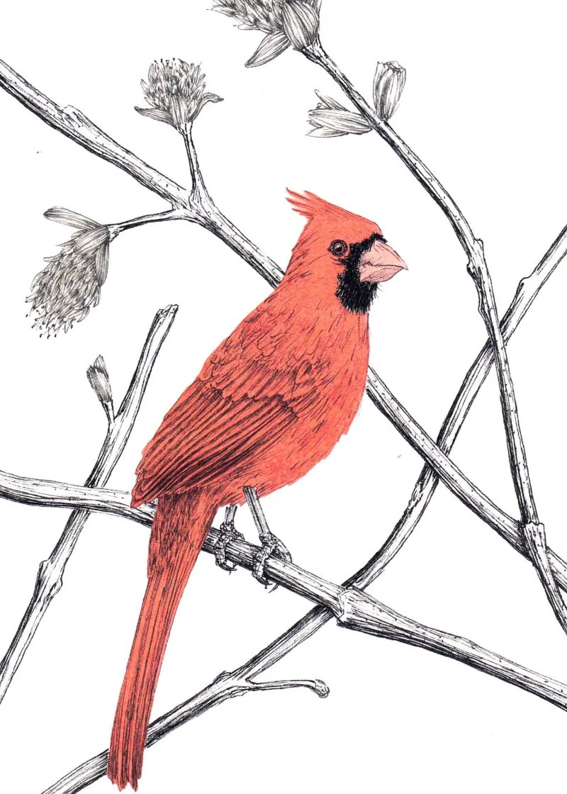 'Bird' Art Cards by Snake Bite Creations - Image 3