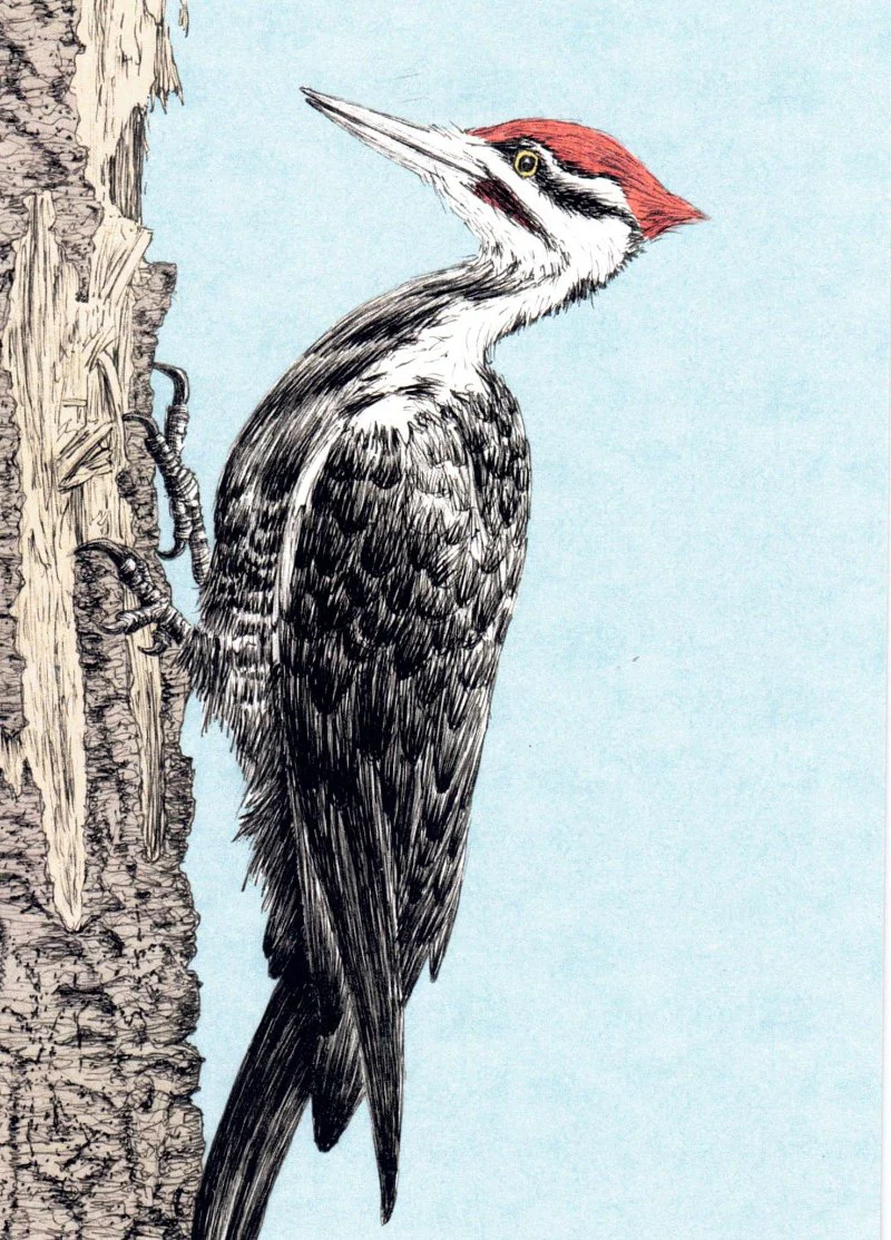 'Bird' Art Cards by Snake Bite Creations - Image 4