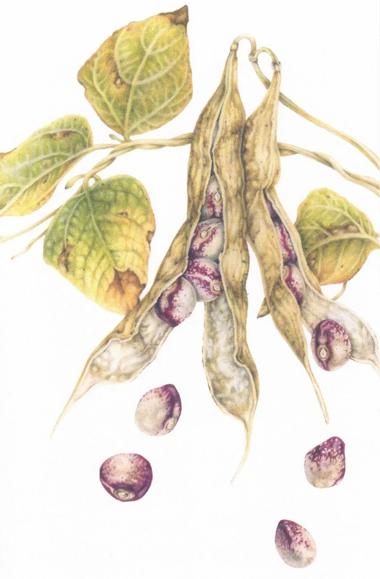 Botanical Series Art Cards by Crystal Driedger - Image 10
