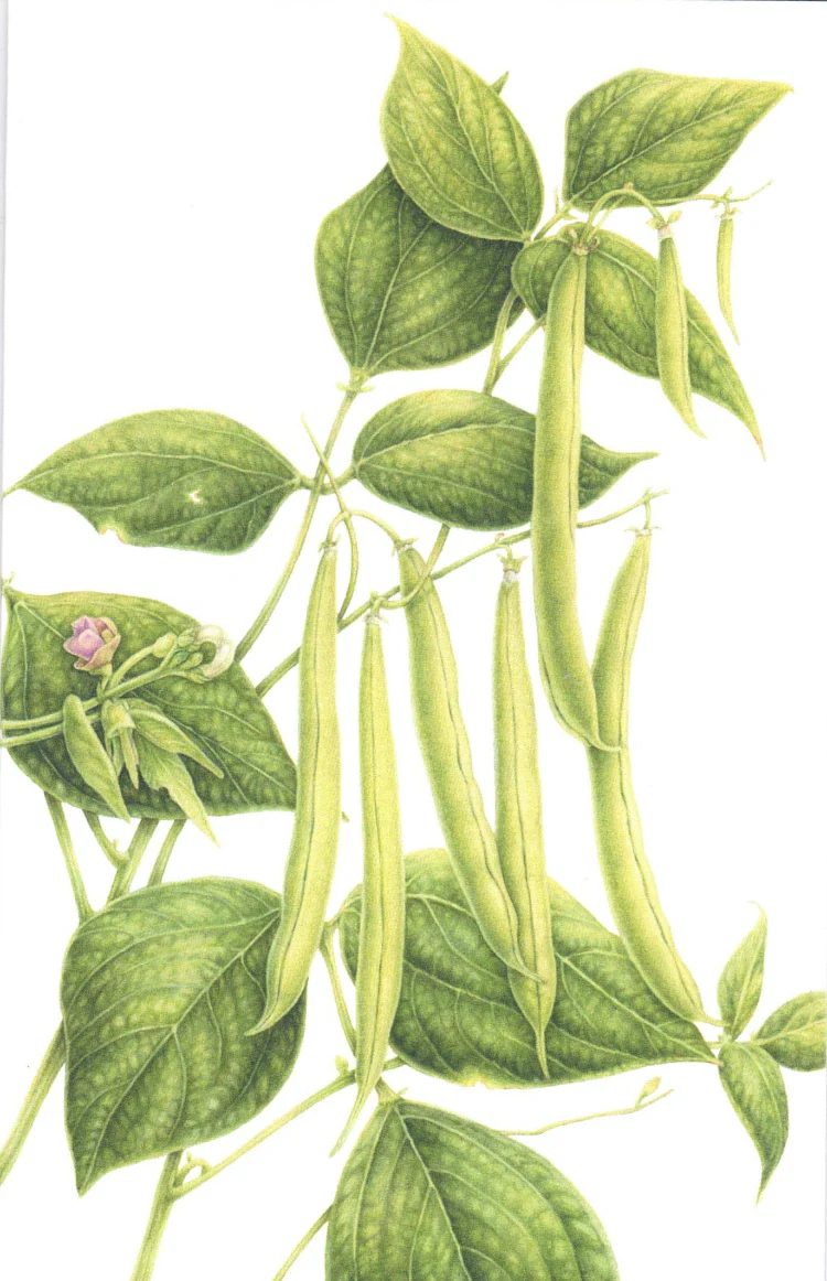 Botanical Series Art Cards by Crystal Driedger - Image 11
