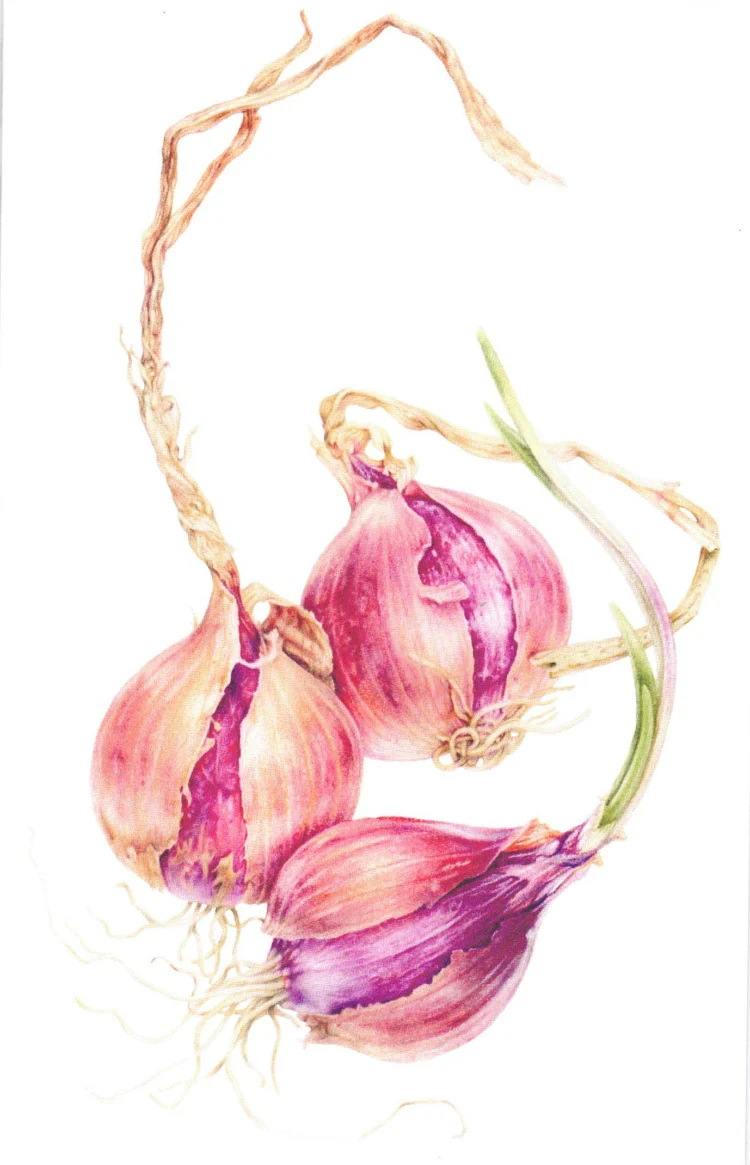 Botanical Series Art Cards by Crystal Driedger - Image 12