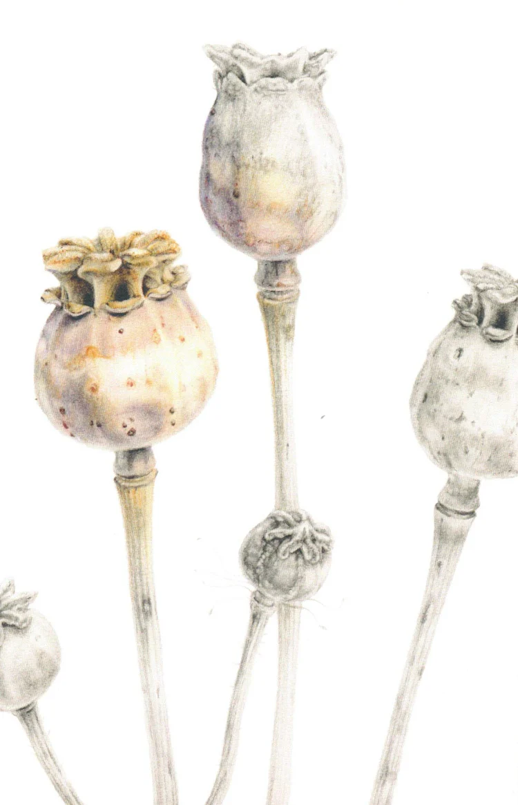 Botanical Series Art Cards by Crystal Driedger - Image 13