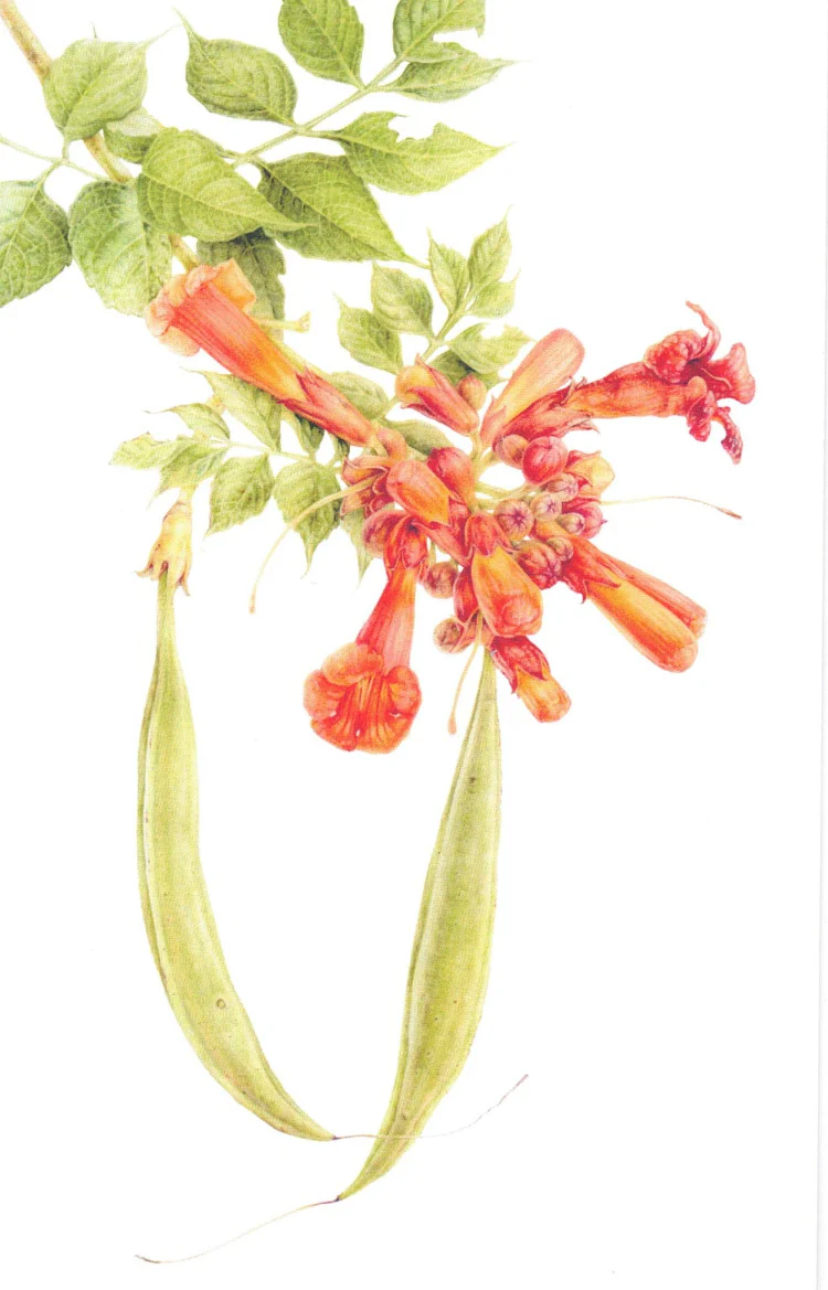 Botanical Series Art Cards by Crystal Driedger - Image 14