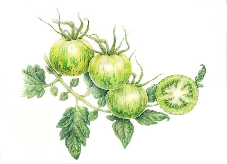 Botanical Series Art Cards by Crystal Driedger - Image 15
