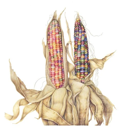 Botanical Series Art Cards by Crystal Driedger - Image 3