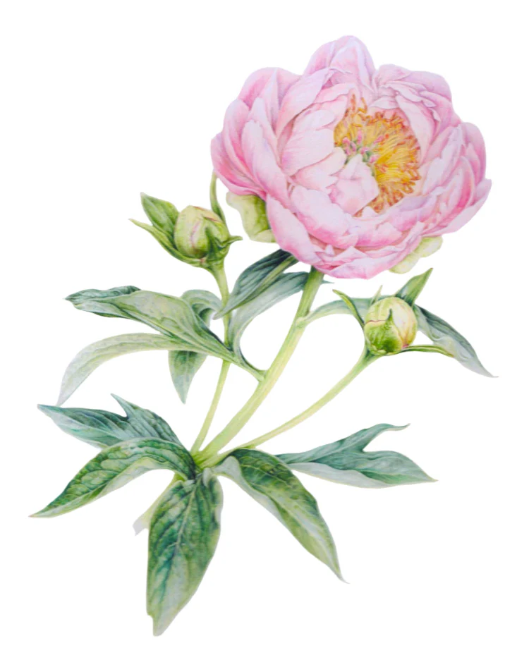 Botanical Series Art Cards by Crystal Driedger - Image 6