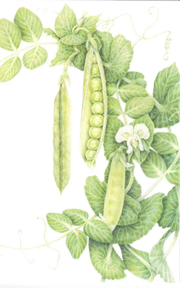 Botanical Series Art Cards by Crystal Driedger - Image 7
