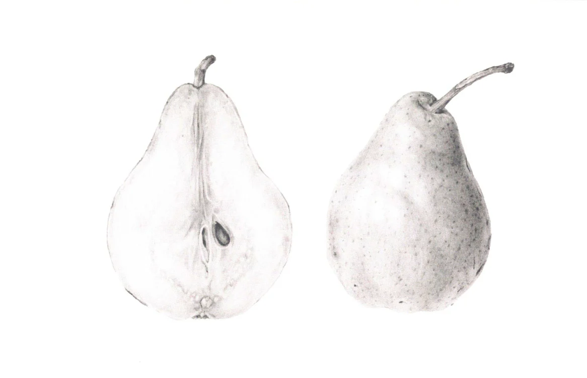Botanical Series Art Cards by Crystal Driedger - Image 8