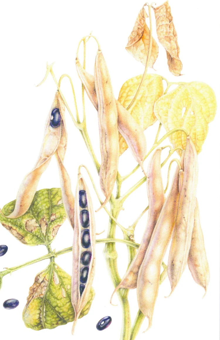 Botanical Series Art Cards by Crystal Driedger - Image 9