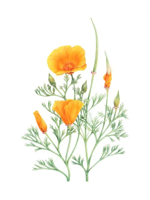 Botanical Series Art Prints by Crystal Driedger - Image 5