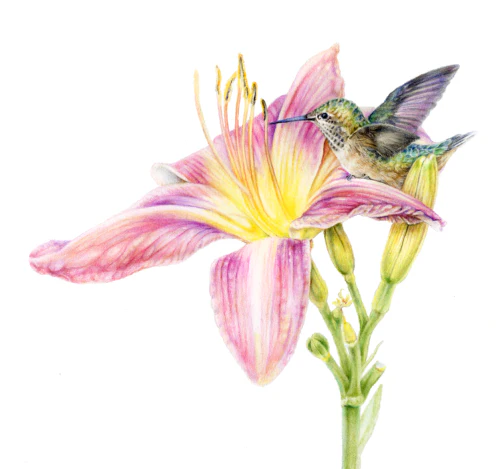 Botanical Series Art Prints by Crystal Driedger - Image 6