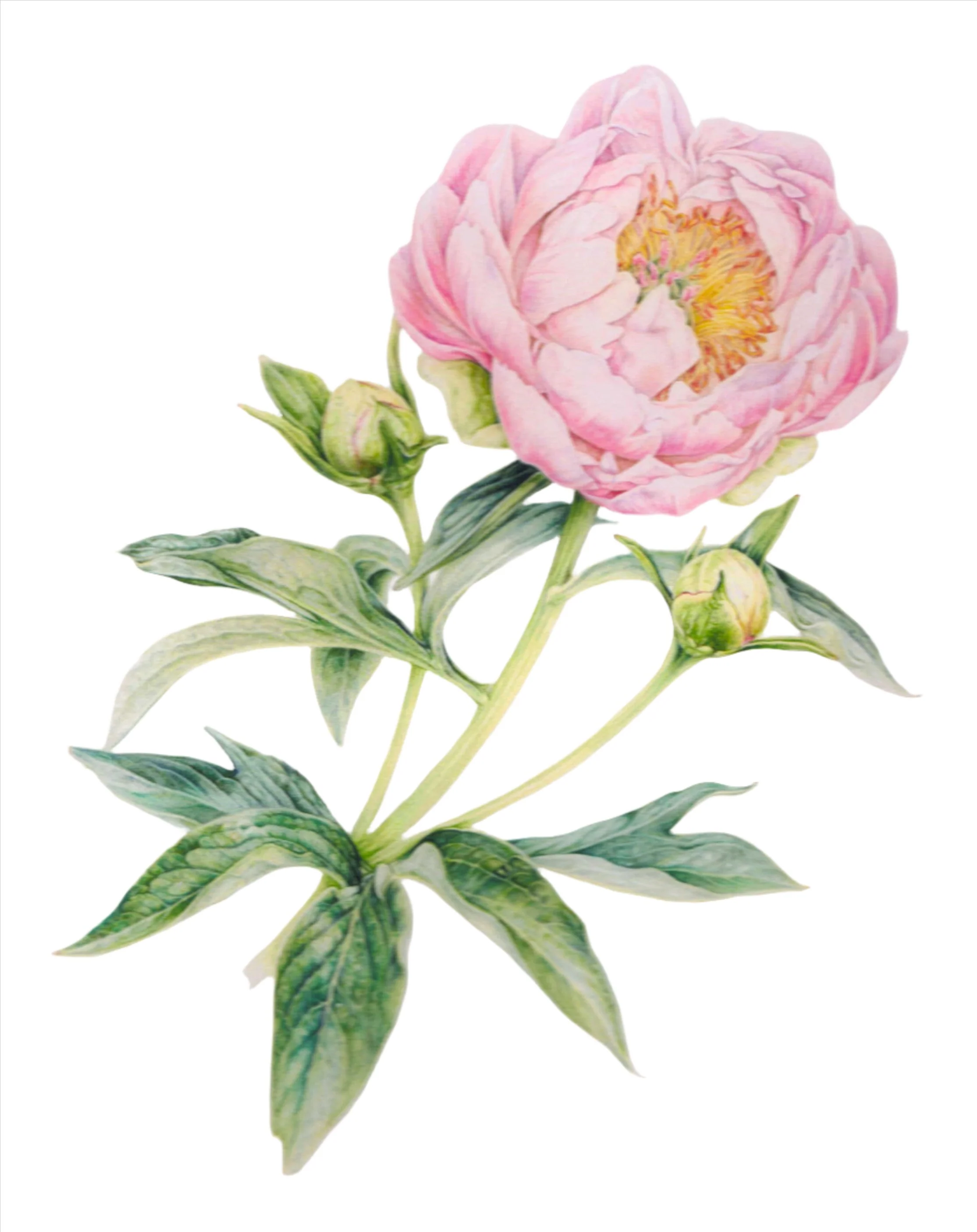 Botanical Series Art Prints by Crystal Driedger - Image 7