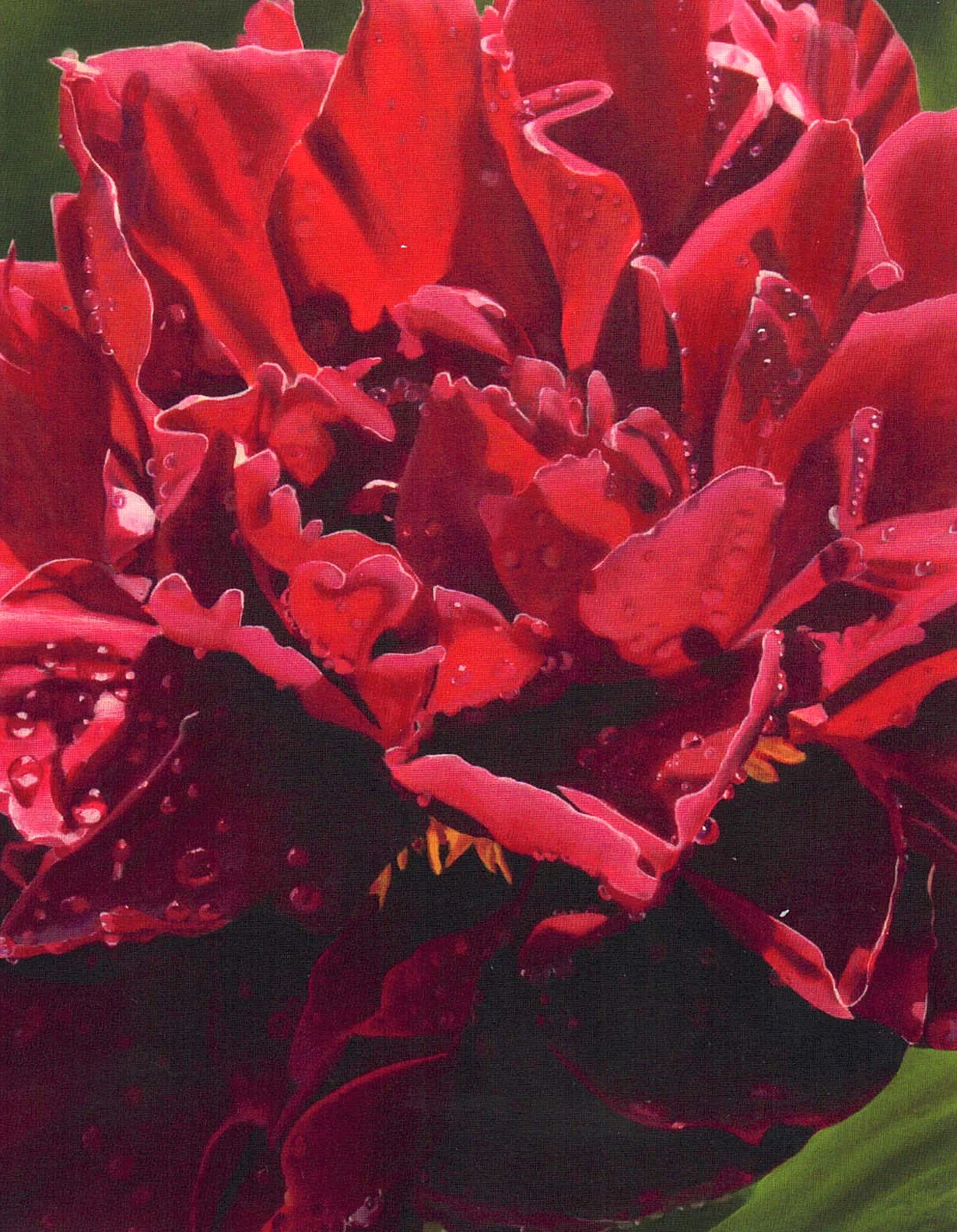 Floral Series Art Cards by Memory Roth - Image 12