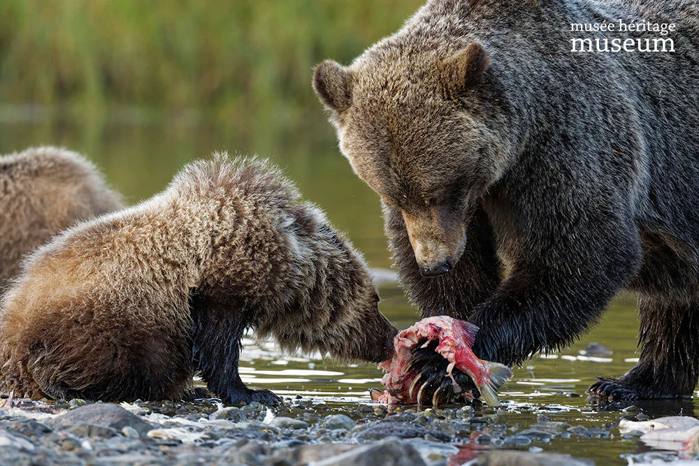 Sharing the Catch