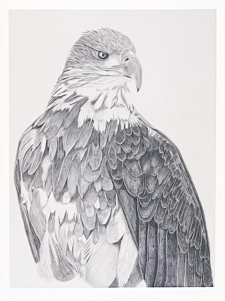 Birds in Graphite Art Cards By Gerald Delorme - Image 10