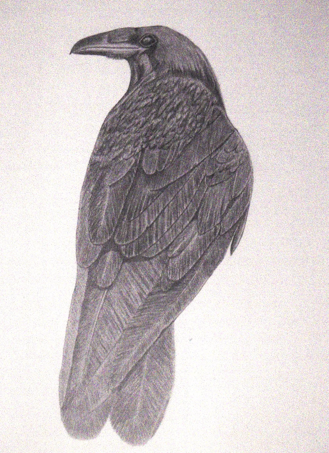 Birds in Graphite Art Cards By Gerald Delorme - Image 14