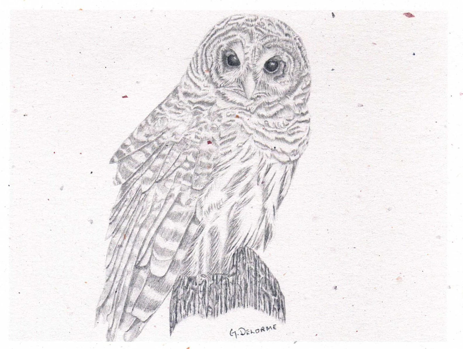 Birds in Graphite Art Cards By Gerald Delorme - Image 3