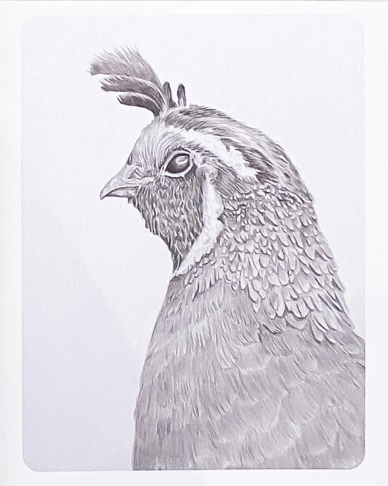 Birds in Graphite Art Cards By Gerald Delorme - Image 5