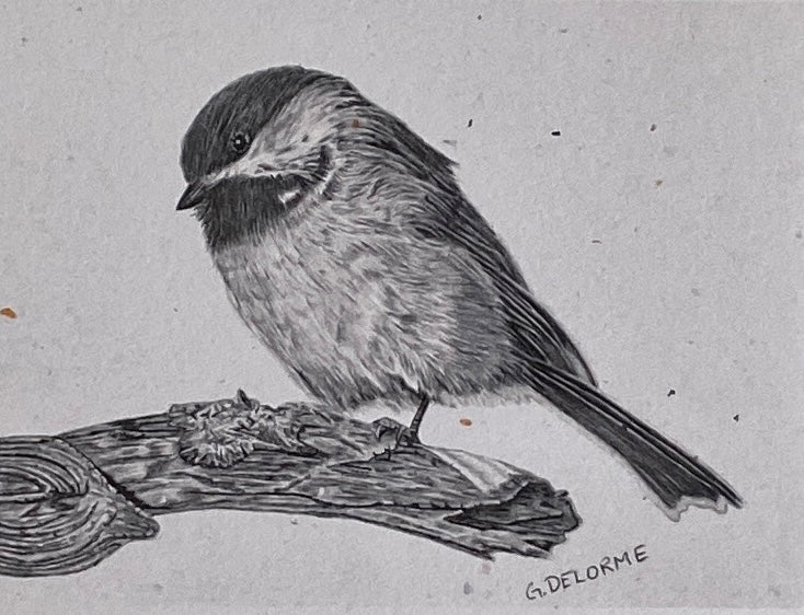 Birds in Graphite Art Cards By Gerald Delorme - Image 7