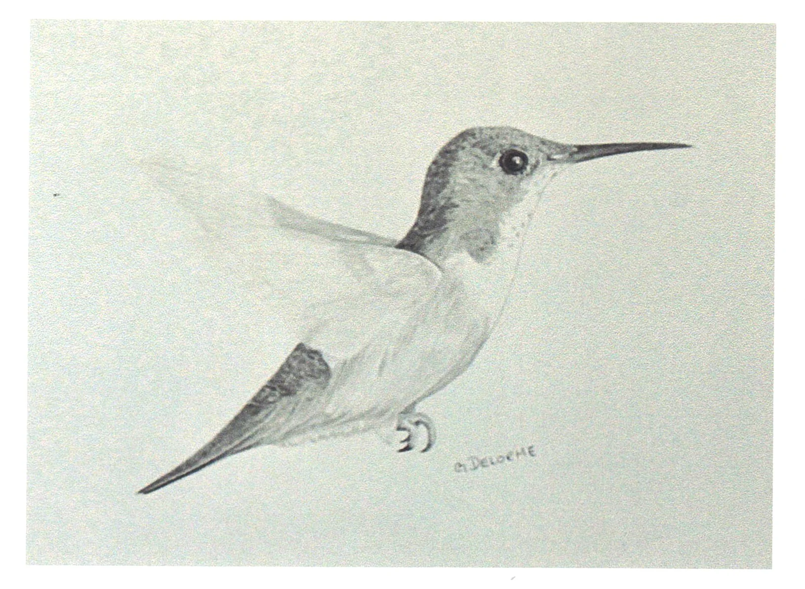 Birds in Graphite Art Cards By Gerald Delorme - Image 8
