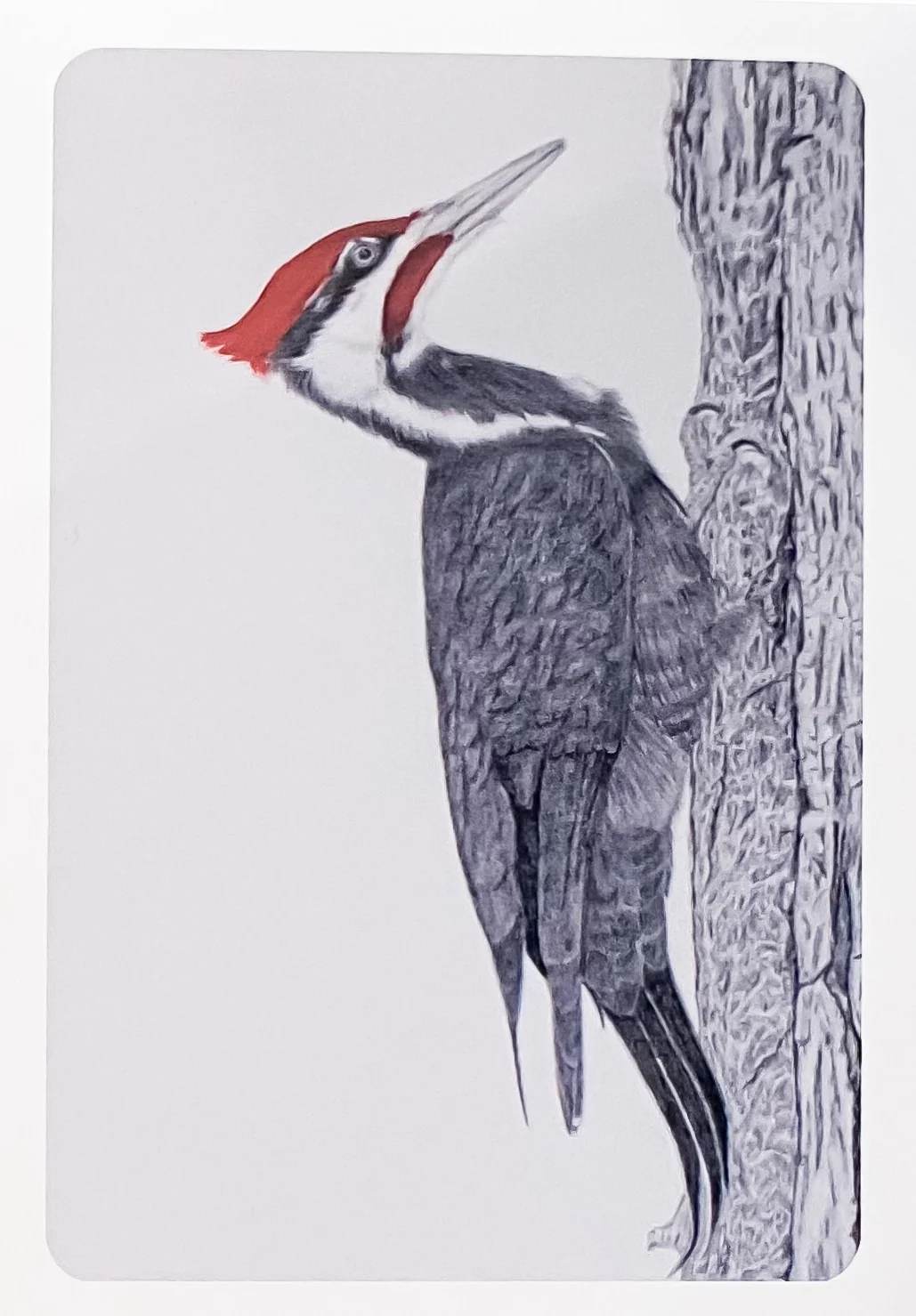 Birds in Graphite Art Cards By Gerald Delorme - Image 9